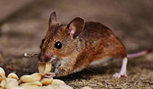 24 Hour & Emergency Exterminators in So Deerfield, MA